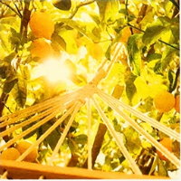 【紅利兌換】Maison Margiela Under The Lemon Trees 檸檬樹下淡香水試管1.2ml